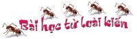 Bài học lãnh đạo từ... loài kiến